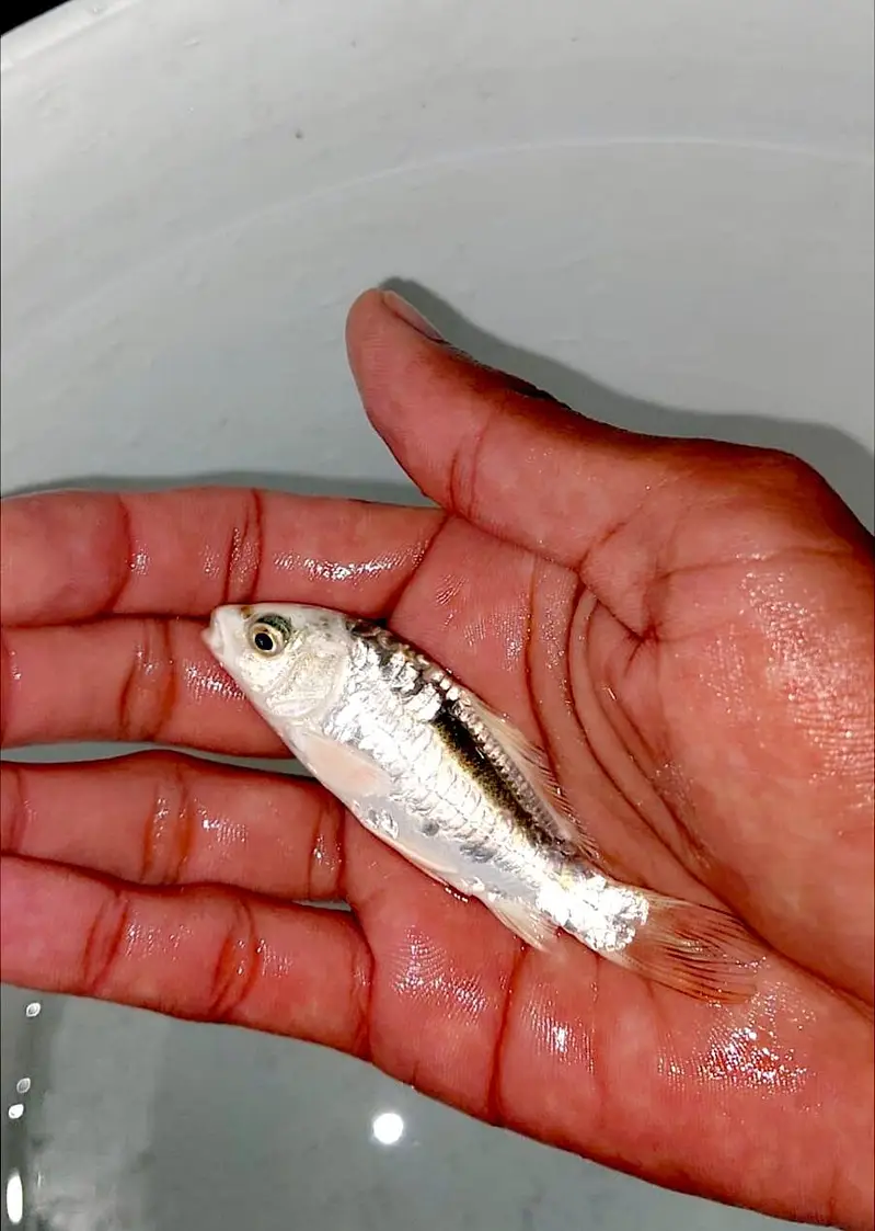 Japanese koi Fish (0315). (0059632) — photo 5