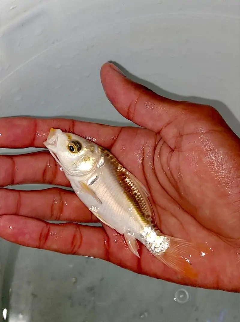 Japanese koi Fish (0315). (0059632) — photo 6
