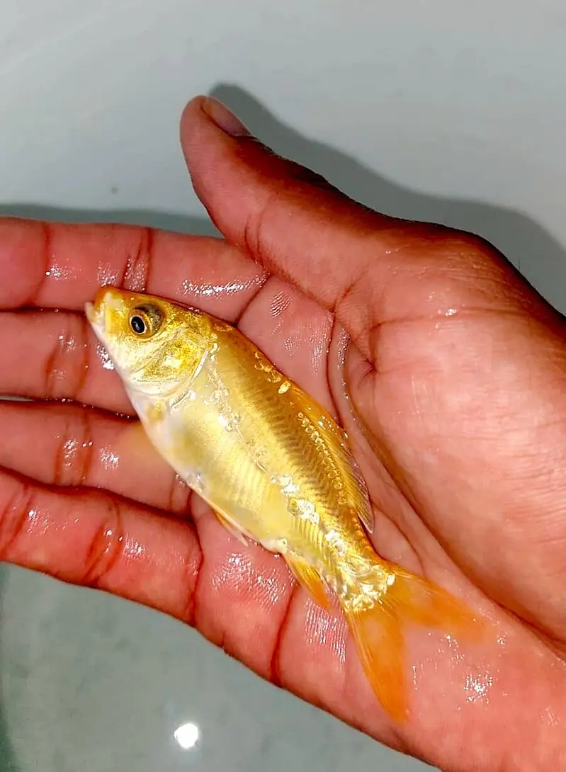 Japanese koi Fish (0315). (0059632) — photo 7