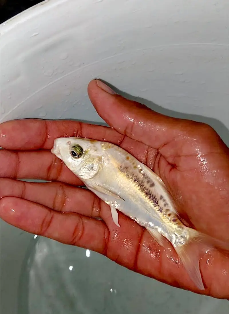 Japanese koi Fish (0315). (0059632) — photo 8