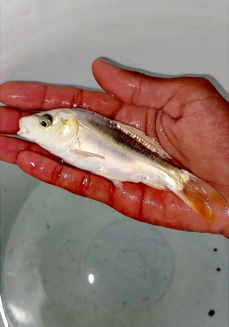 Japanese koi Fish (0315). (0059632) — photo 9