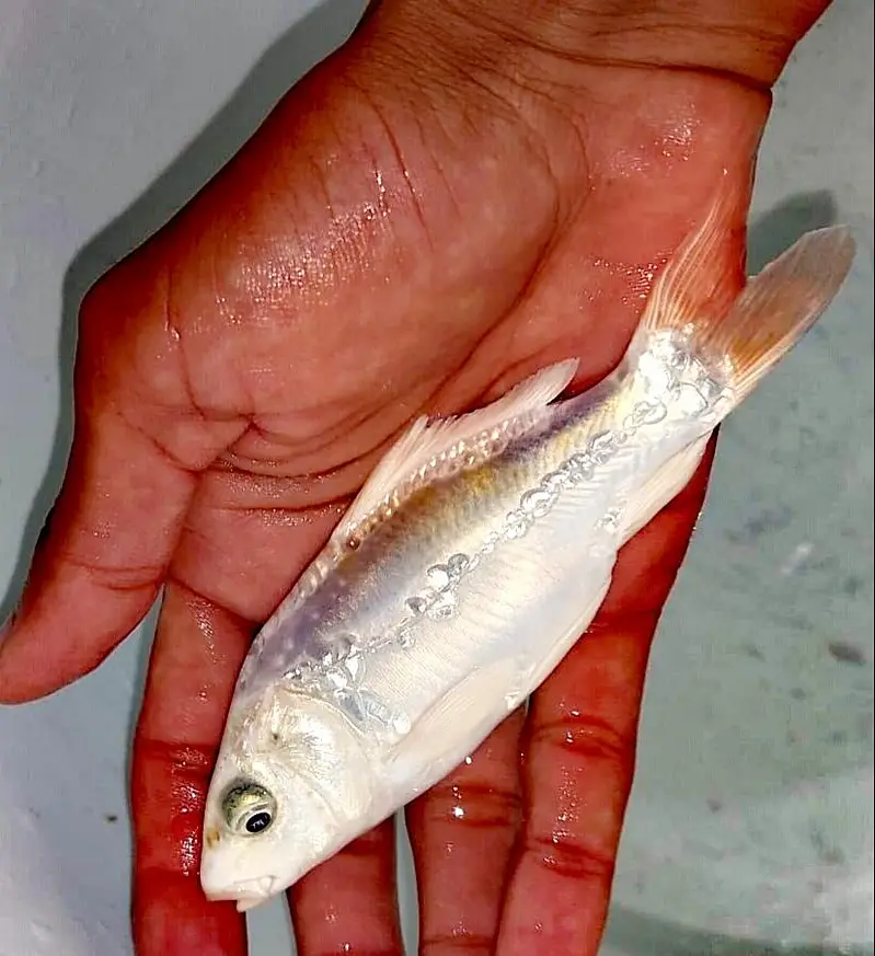 Japanese koi Fish (0315). (0059632) — photo 10