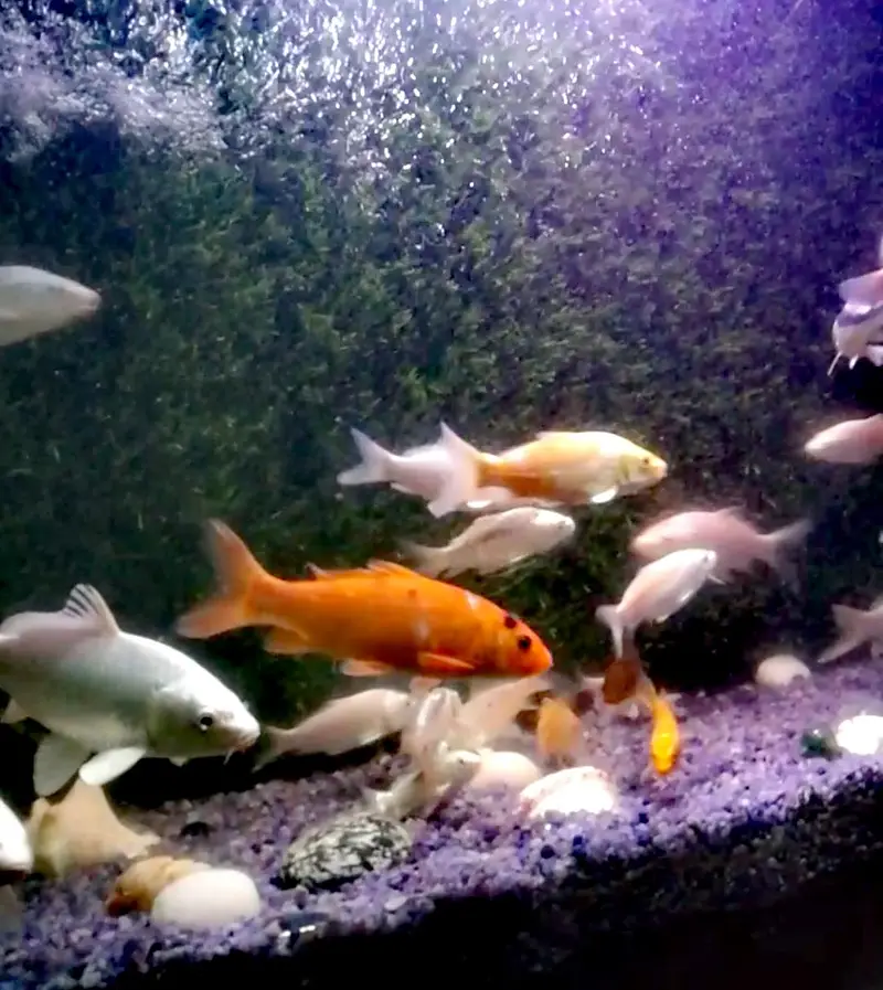 Japanese koi Fish (0315). (0059632) — photo 11