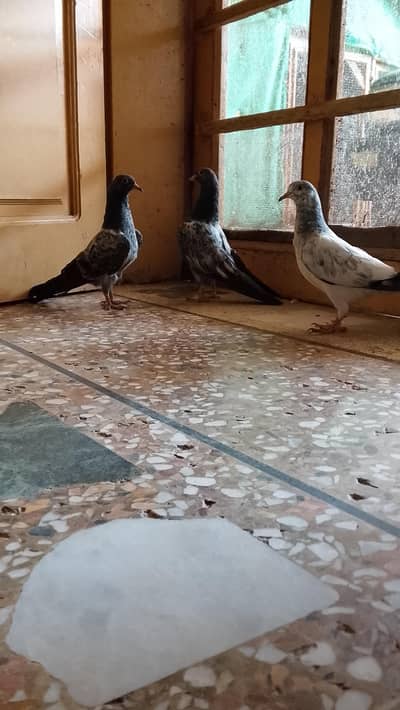 baby pigeon