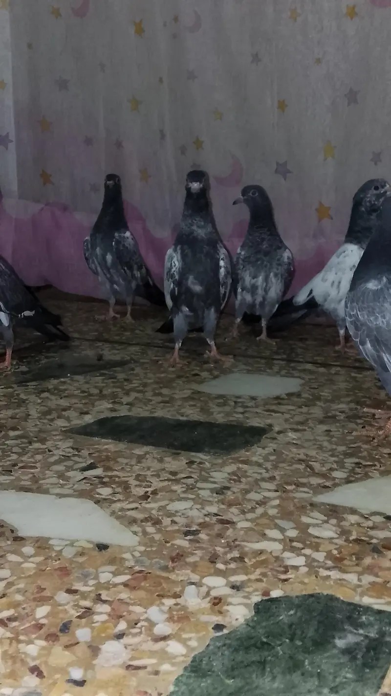 baby pigeon — photo 2