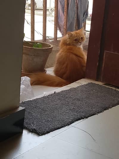 Paris Cat Female 2 year old