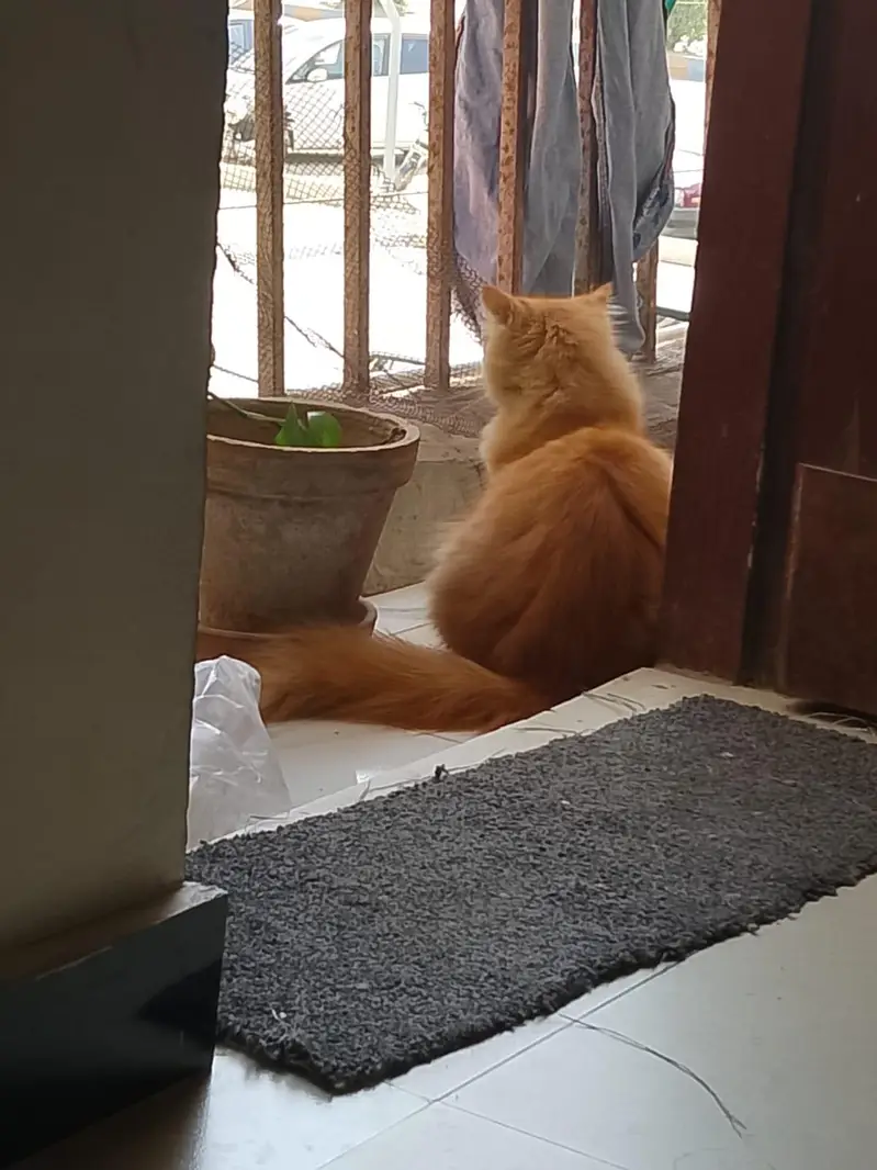 Paris Cat Female 2 year old — photo 2