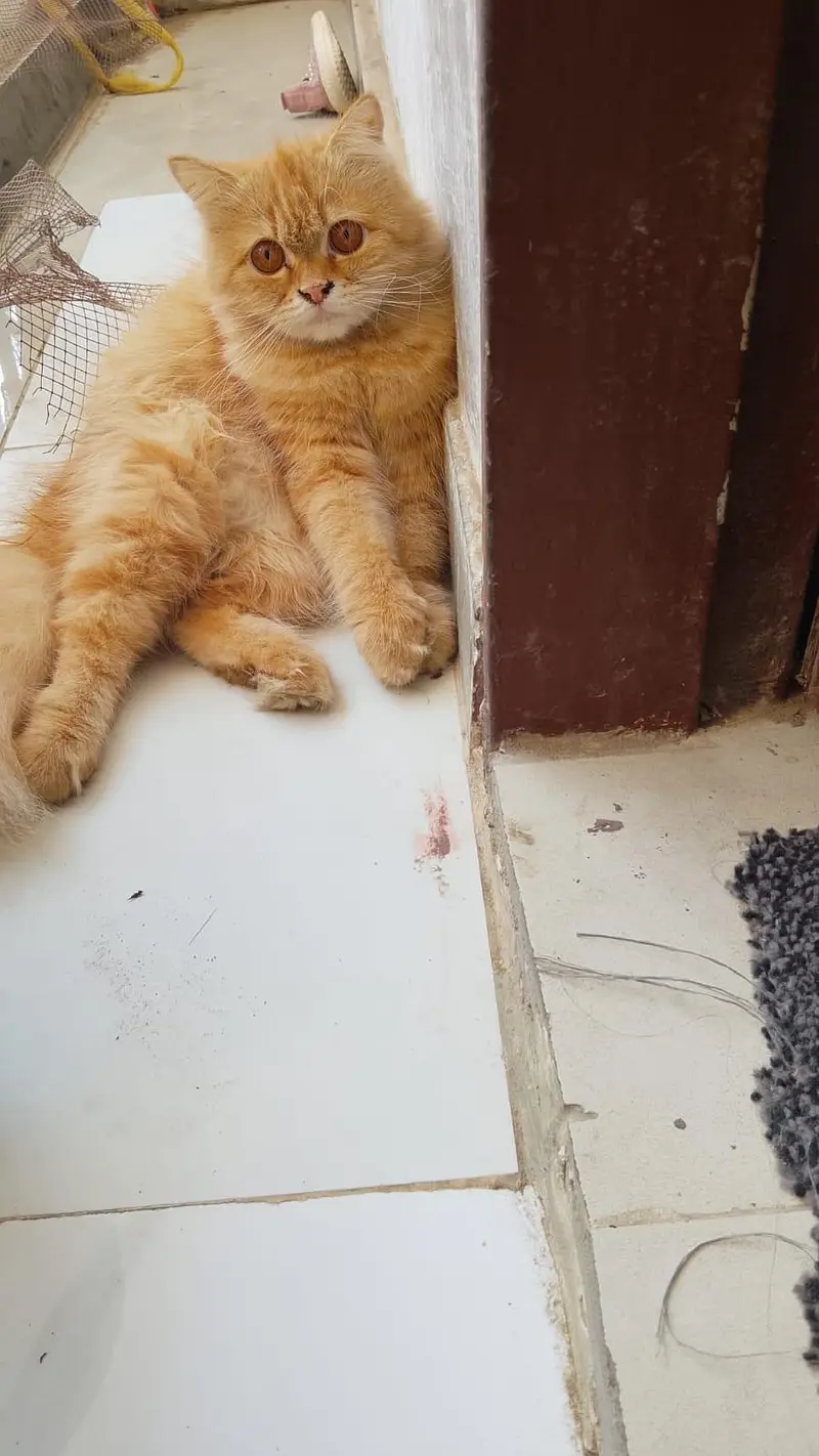Paris Cat Female 2 year old — photo 3