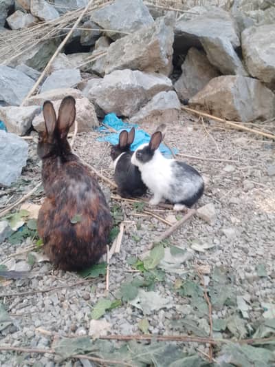 Cute Rabbits For Sale