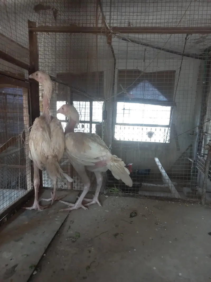 Heera aseel — photo 5