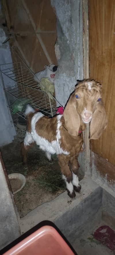 Bakra for sale age 4 manth