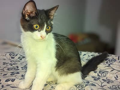 Persian kittens 3 month old