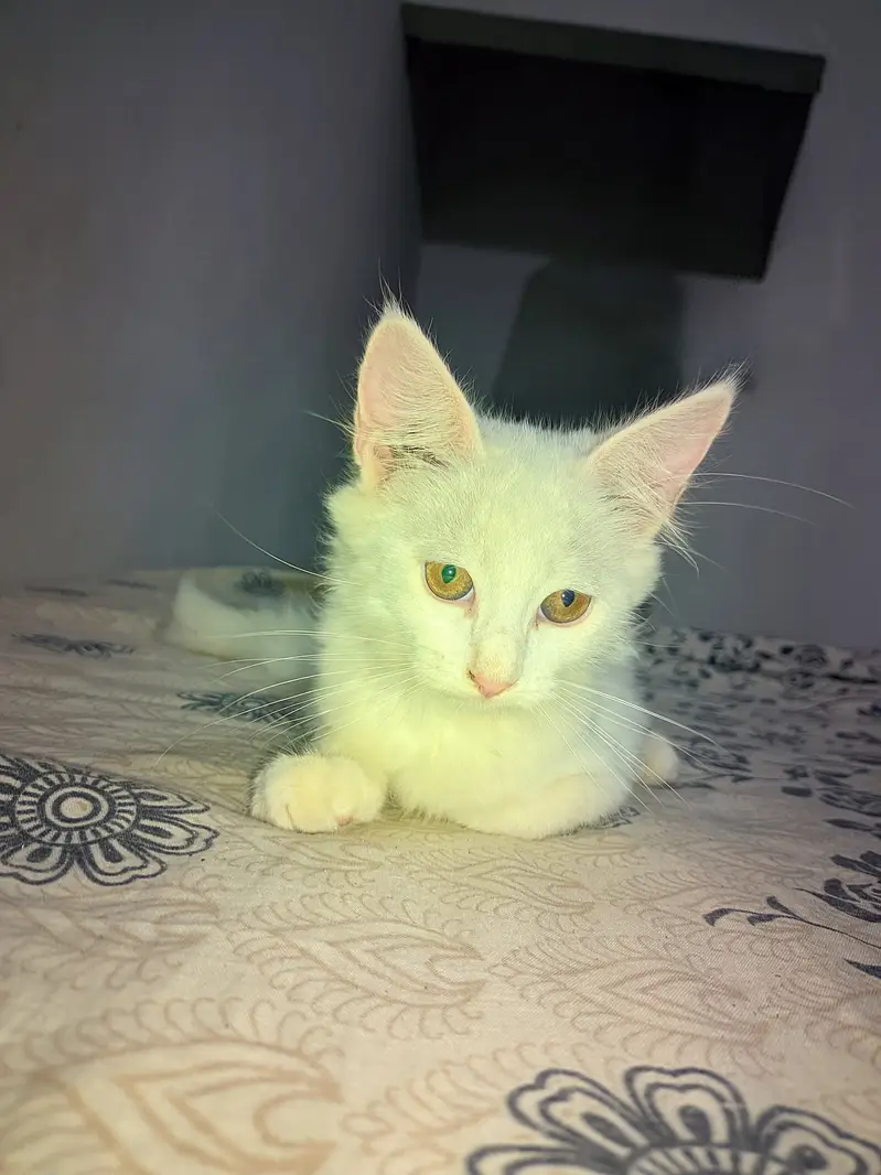 Persian kittens 3 month old — photo 2