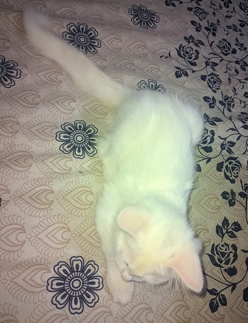 Persian kittens 3 month old — photo 3