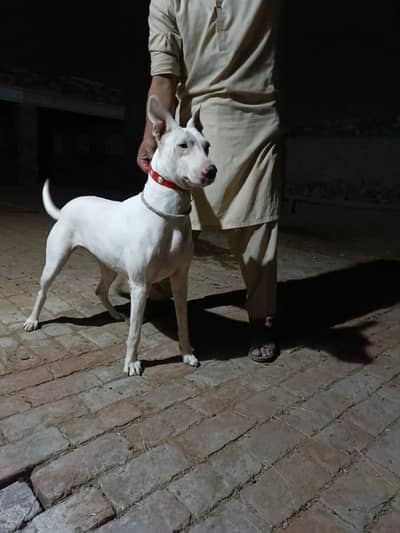 gulteer female dog
