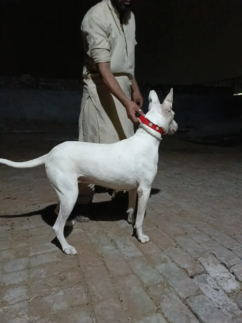 gulteer female dog — photo 2