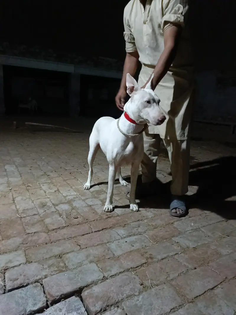gulteer female dog — photo 3