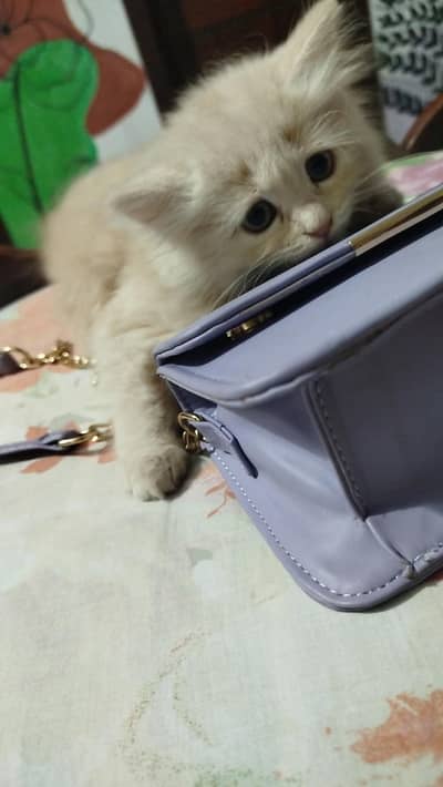 Persian kitten