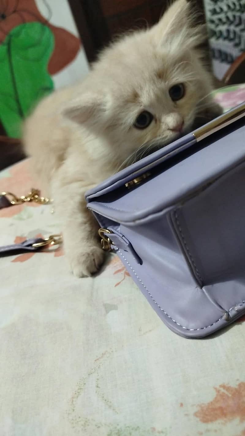 Persian kitten 0
