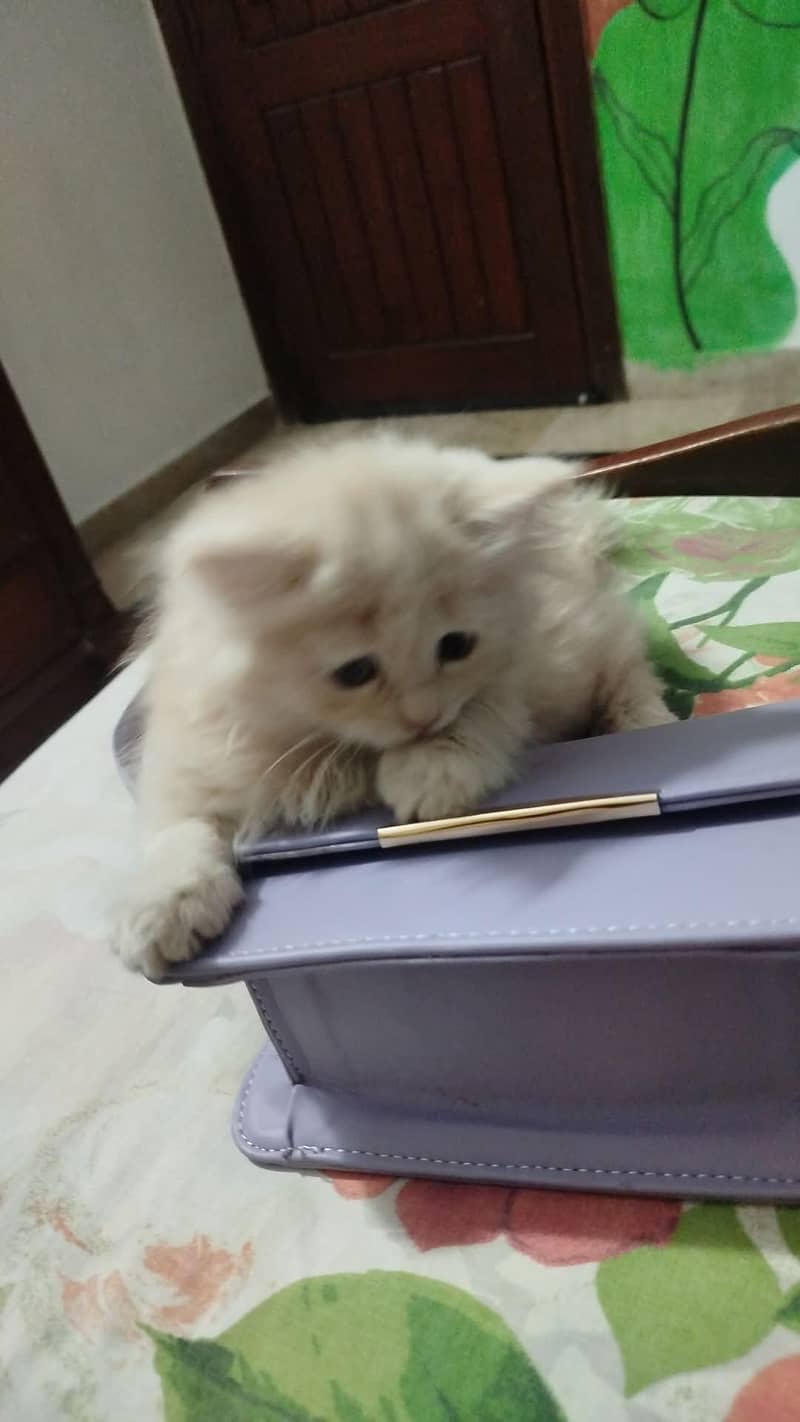 Persian kitten 1