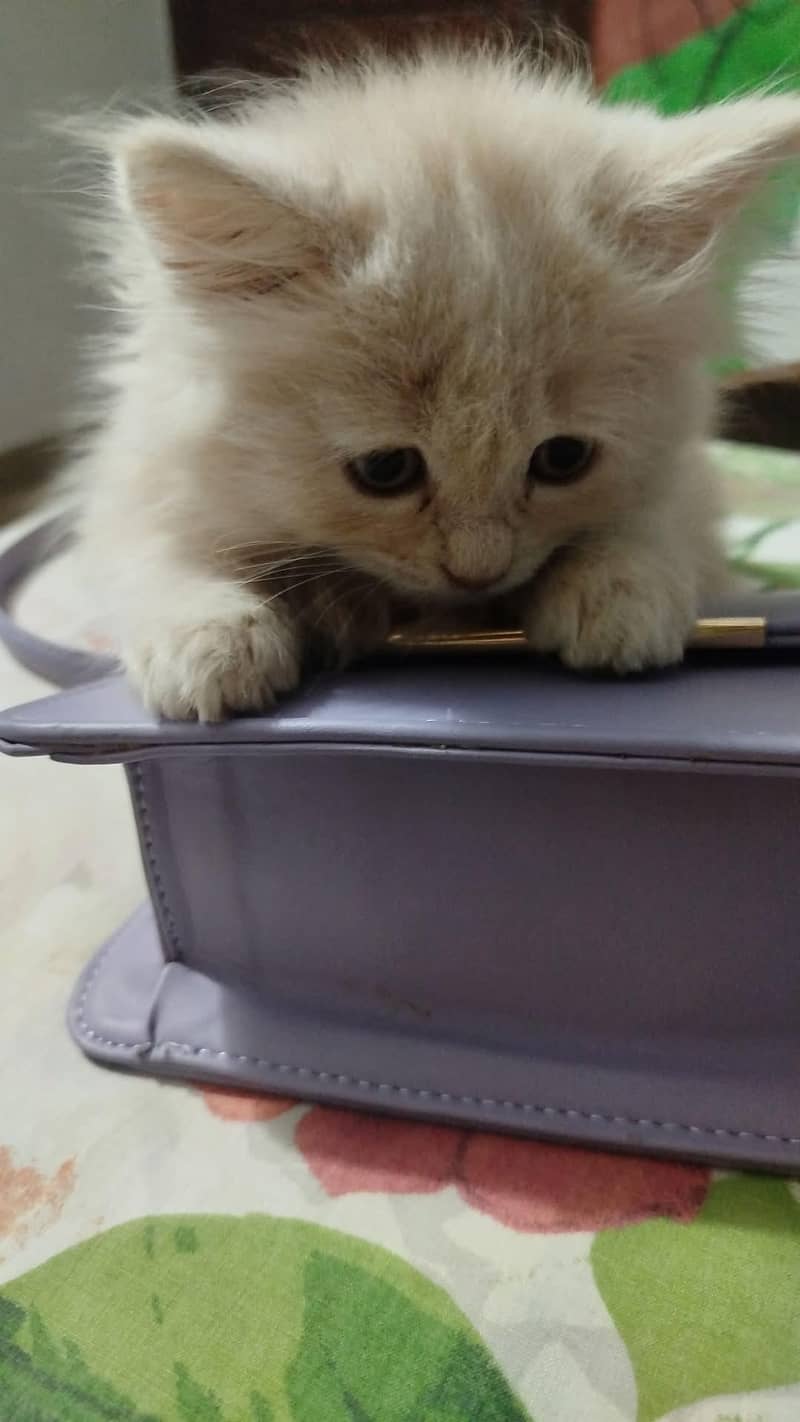Persian kitten 2