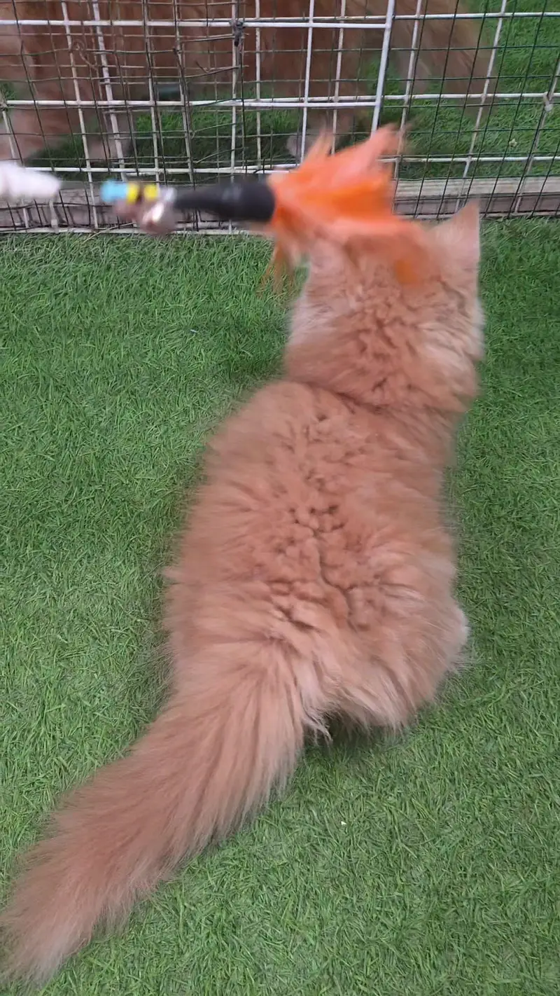 Triple coat Pure Persian kitten — photo 2