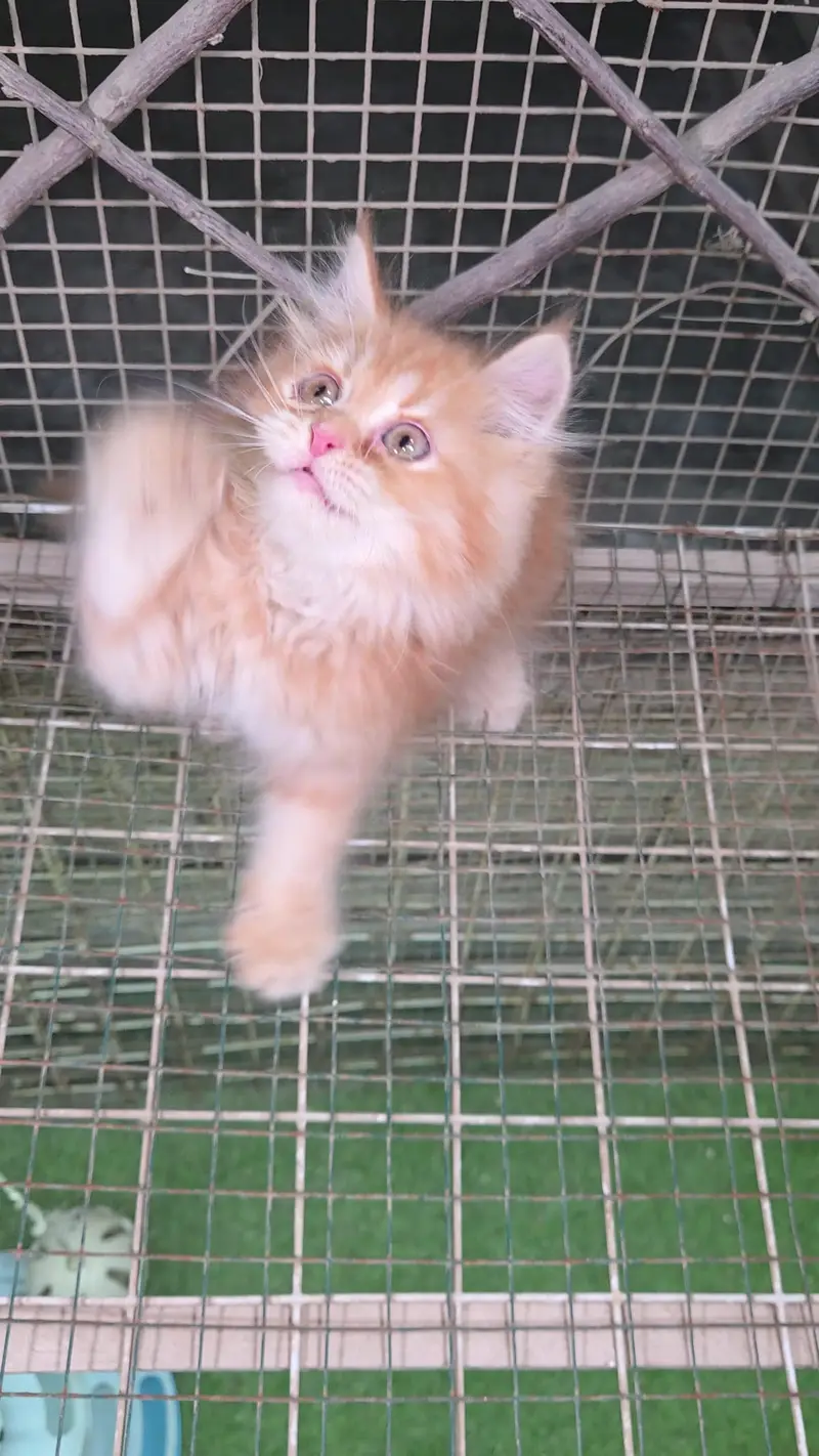 Triple coat Pure Persian kitten — photo 3