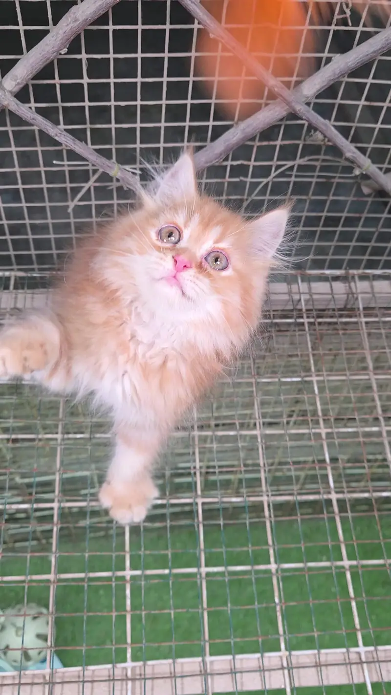 Triple coat Pure Persian kitten — photo 4
