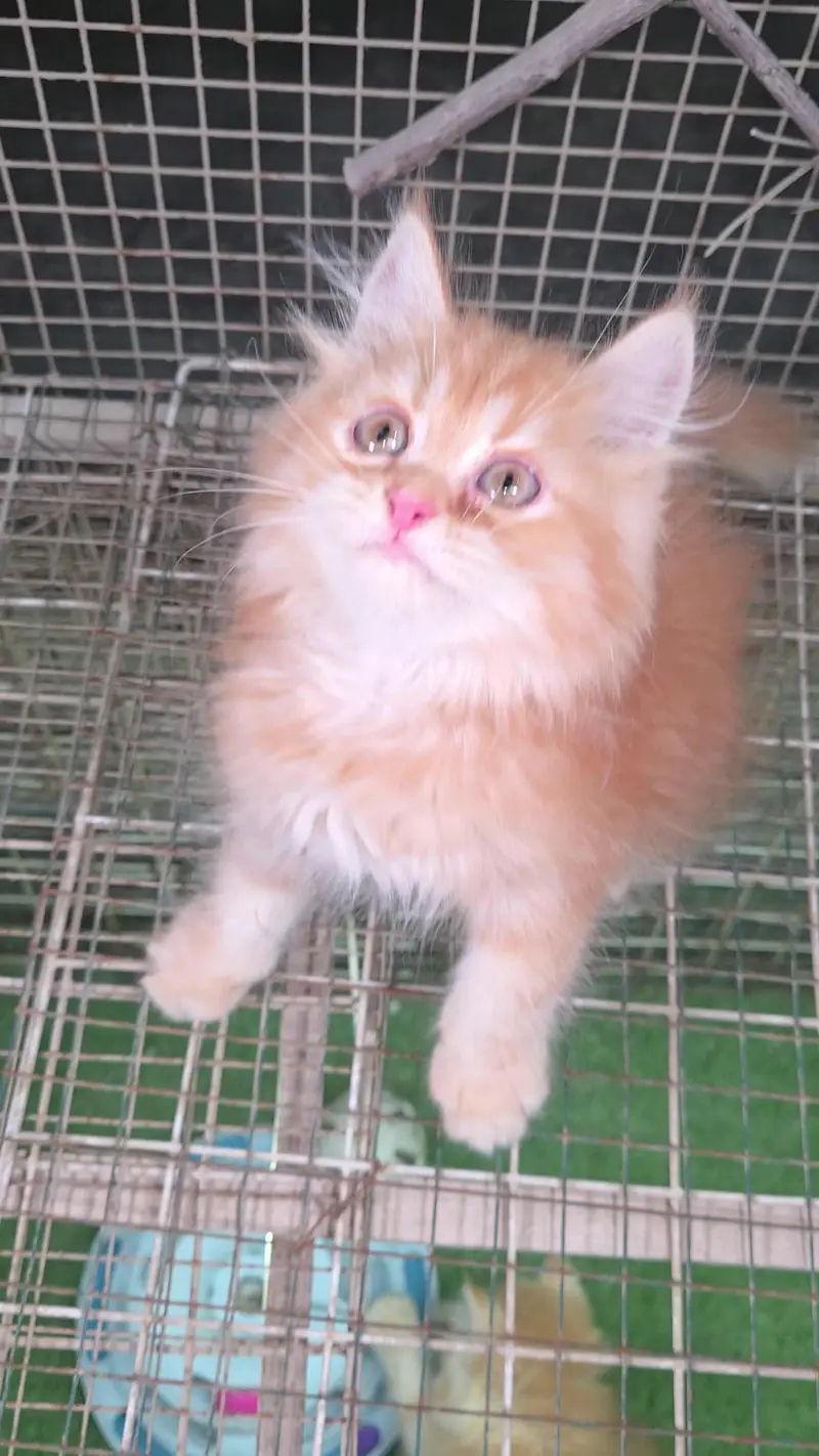 Triple coat Pure Persian kitten — photo 5