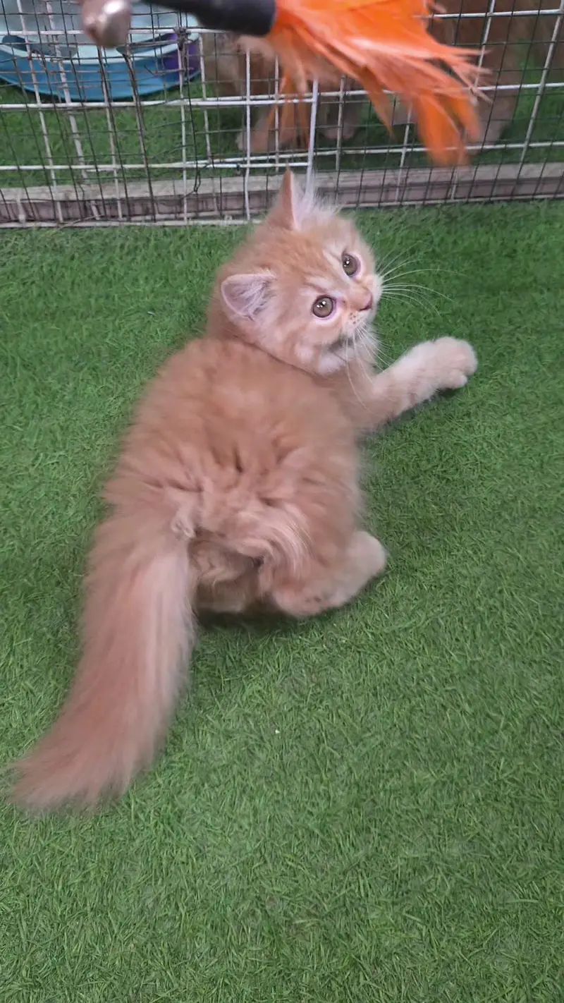 Triple coat Pure Persian kitten — photo 6