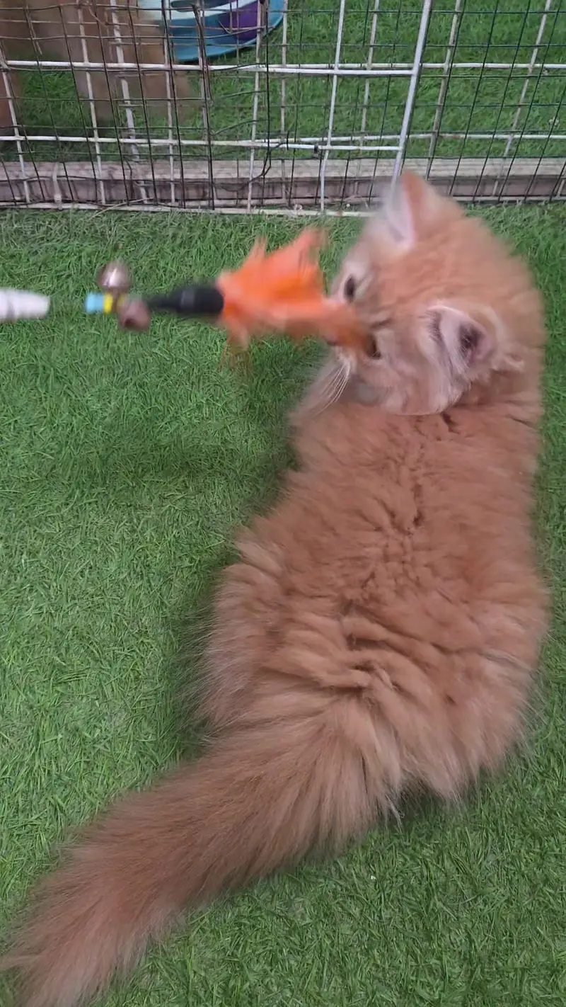 Triple coat Pure Persian kitten — photo 7