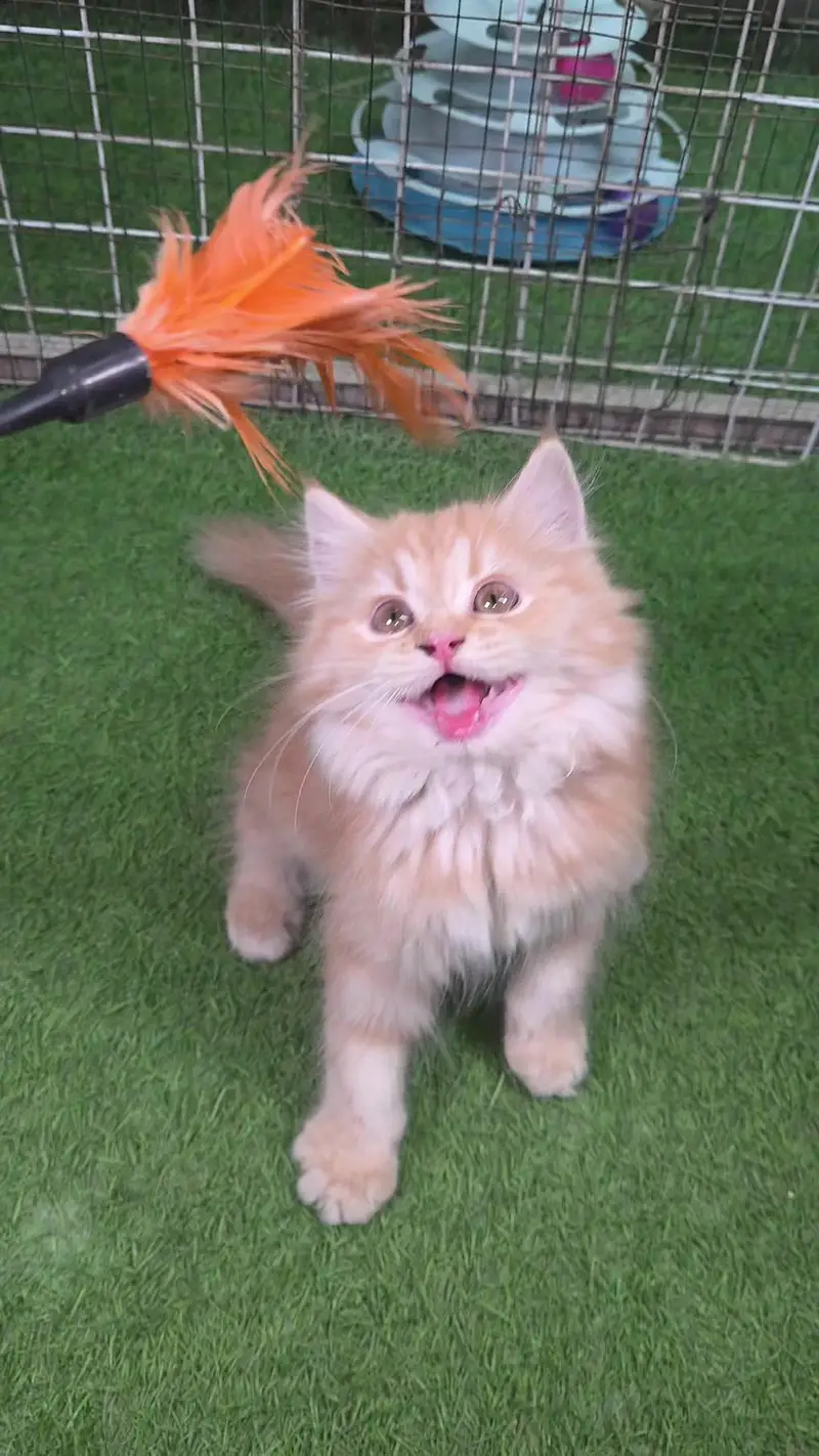 Triple coat Pure Persian kitten — photo 8