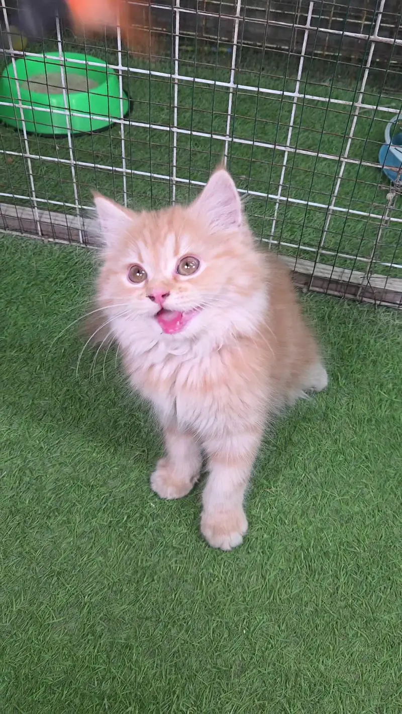 Triple coat Pure Persian kitten — photo 9