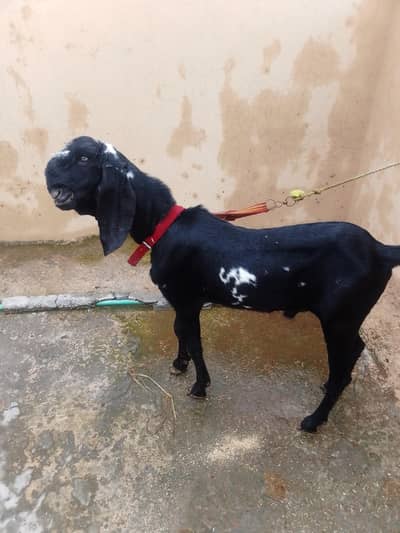 breeder quality amratsari bakra