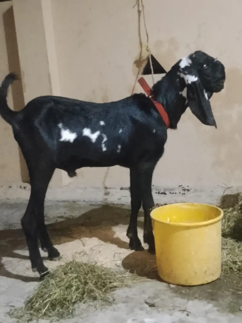 breeder quality amratsari bakra — photo 2