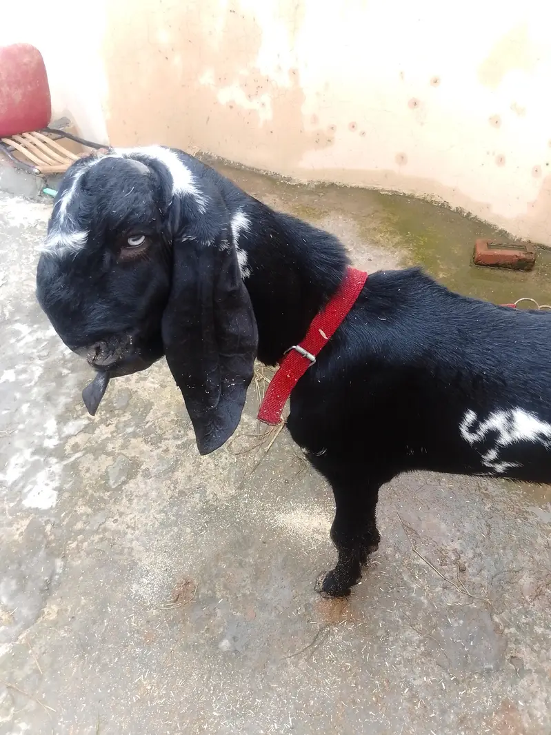 breeder quality amratsari bakra — photo 3