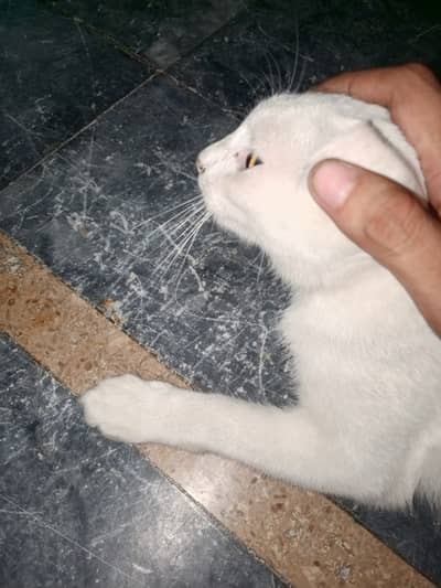 white cat For sale