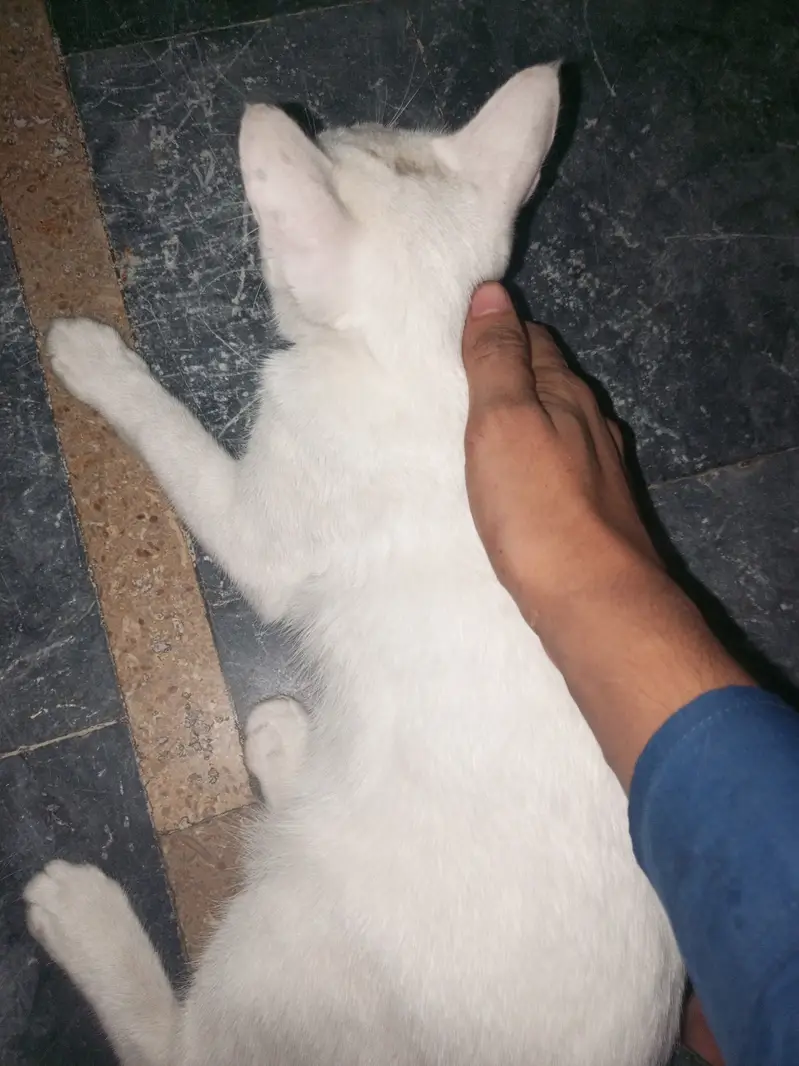 white cat For sale — photo 2