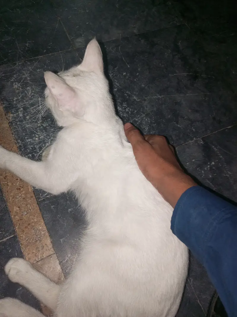 white cat For sale — photo 3