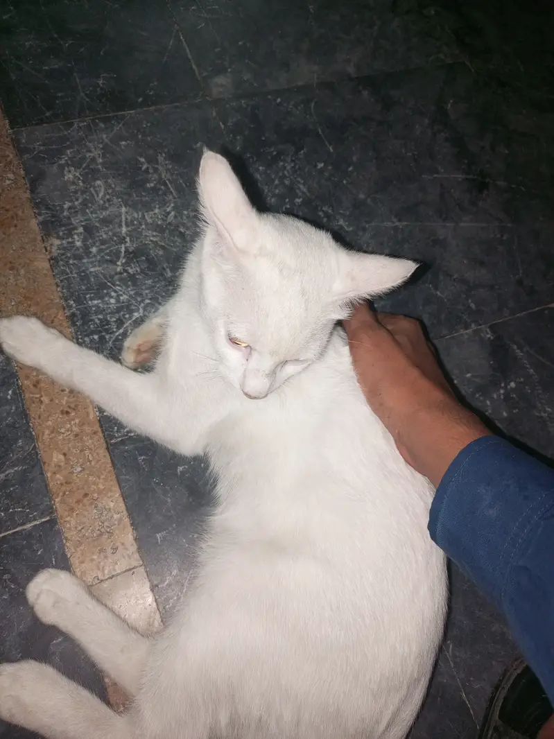white cat For sale — photo 4