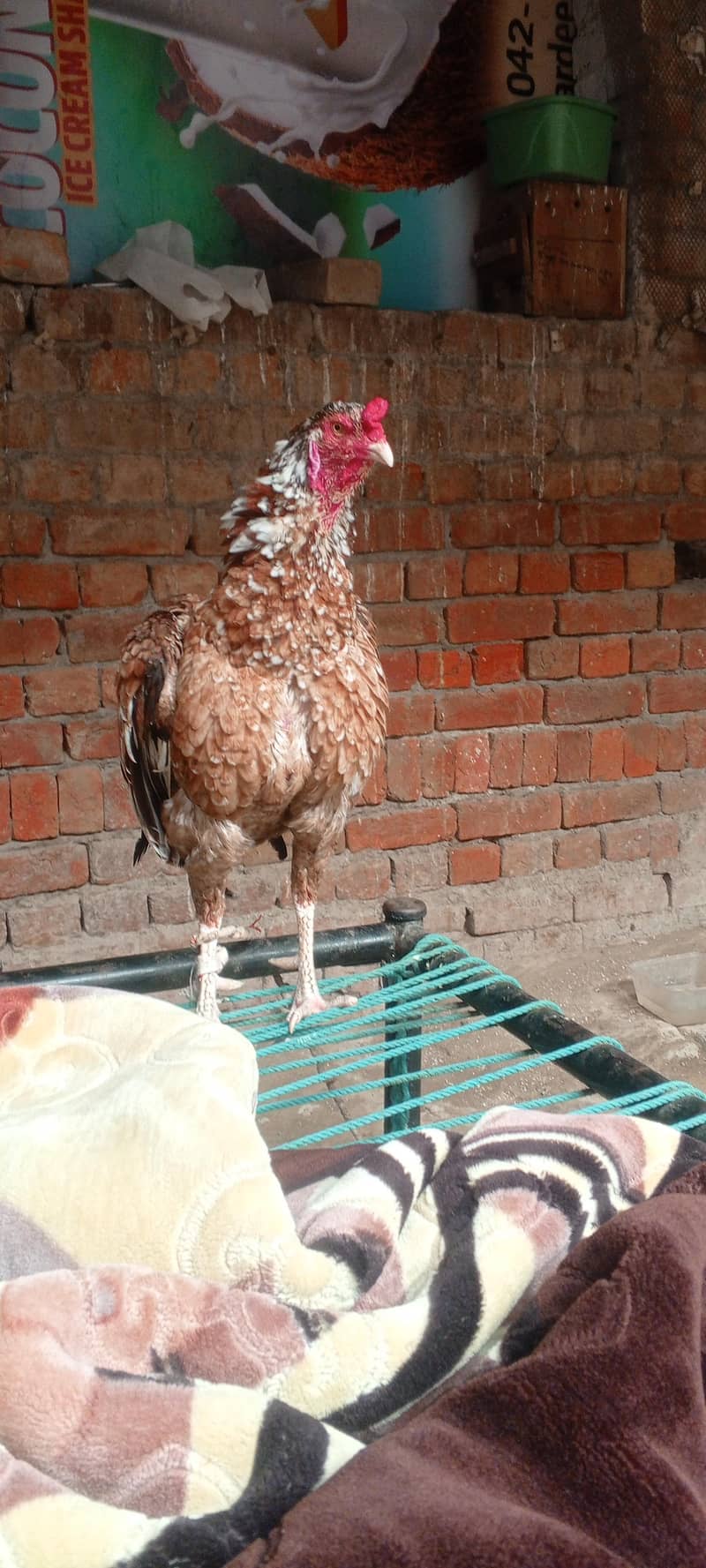 اصیل مرغا 0
