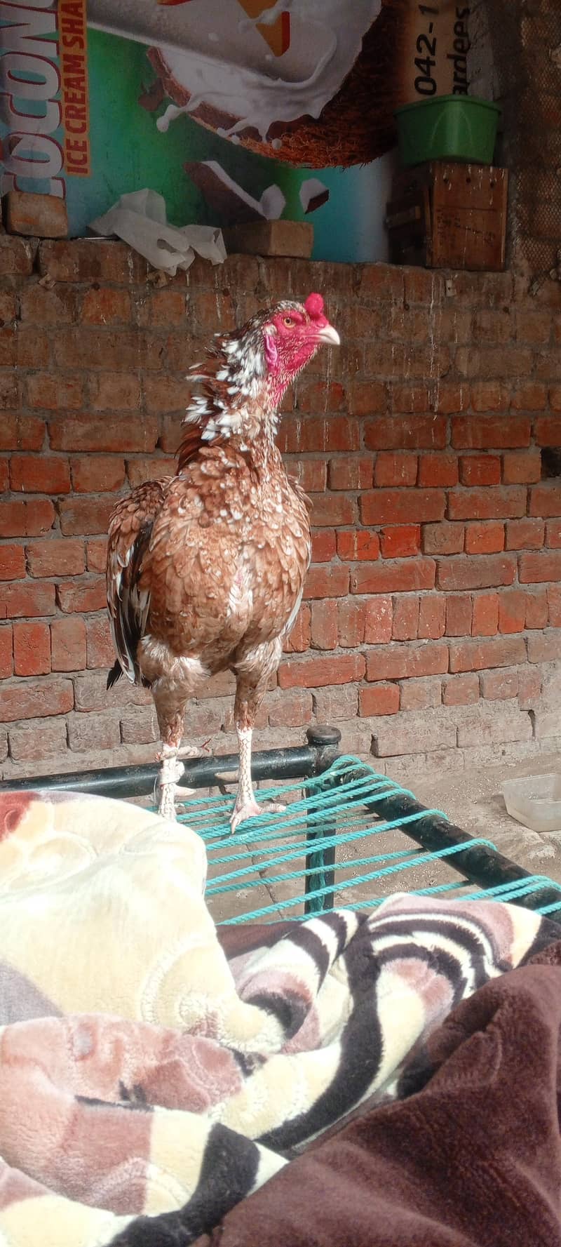 اصیل مرغا 1