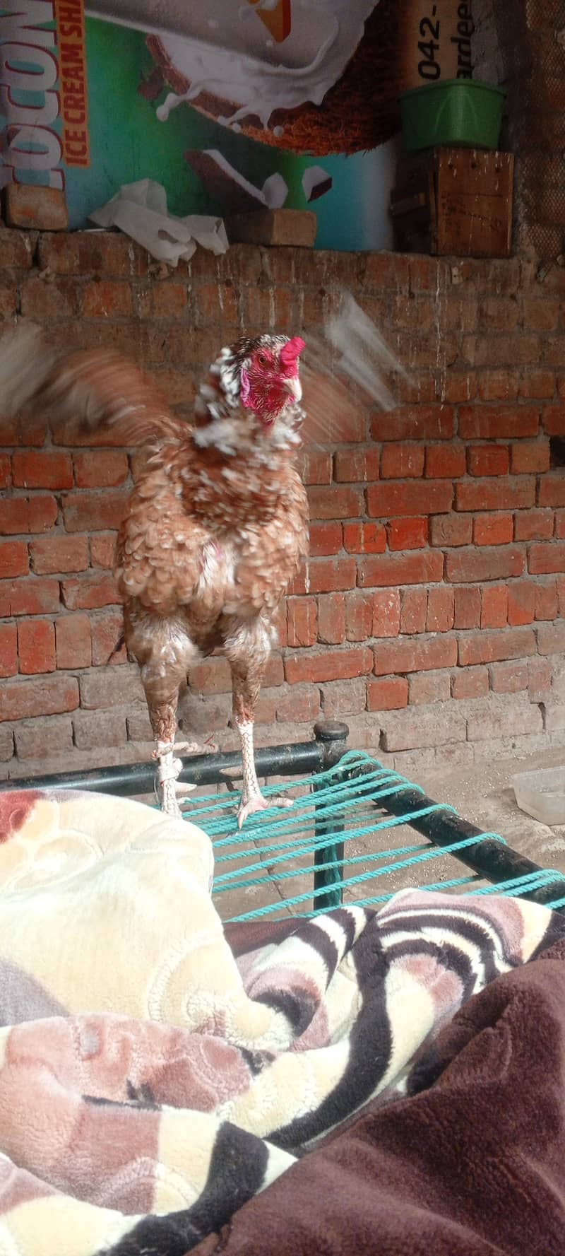 اصیل مرغا 3