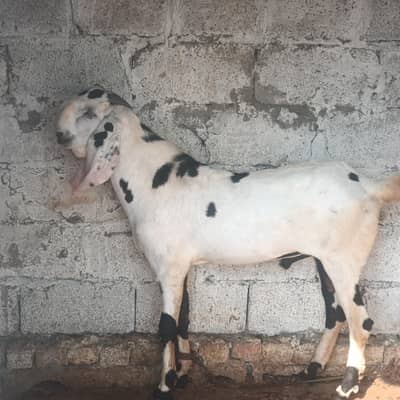 pure betal breeder Bakra for sale active and healthy serious log rabta