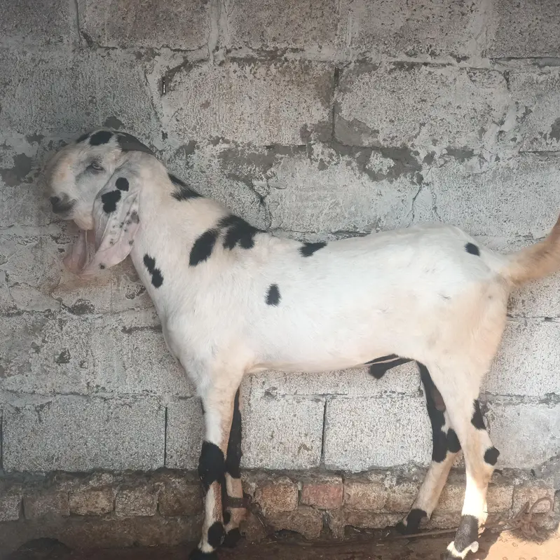 pure betal breeder Bakra for sale active and healthy serious log rabta — photo 2