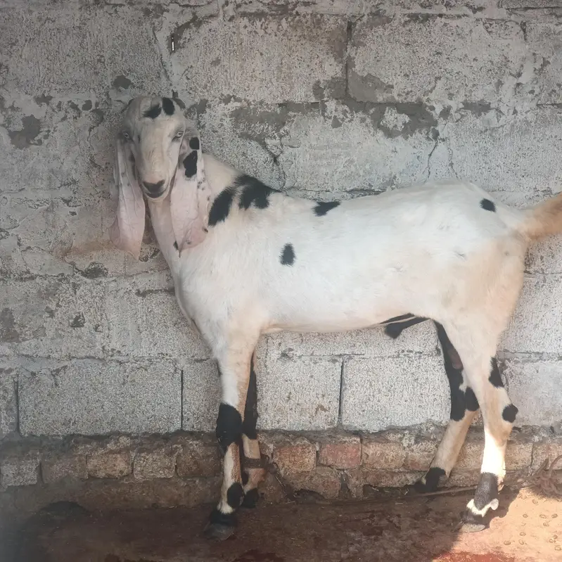 pure betal breeder Bakra for sale active and healthy serious log rabta — photo 3
