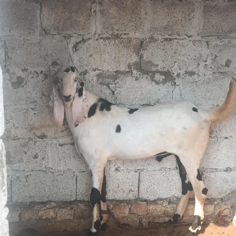 pure betal breeder Bakra for sale active and healthy serious log rabta — photo 4