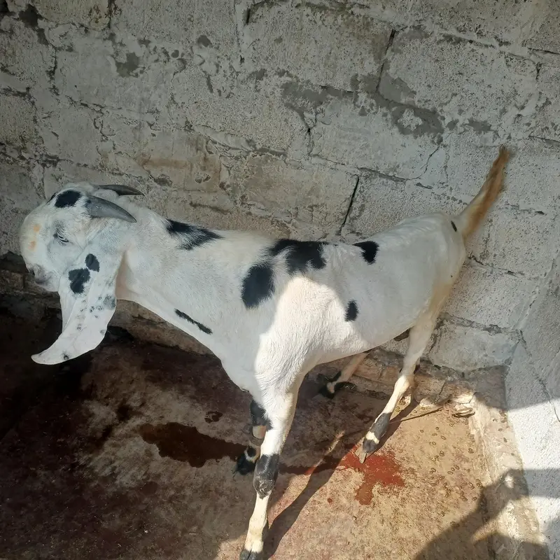 pure betal breeder Bakra for sale active and healthy serious log rabta — photo 5