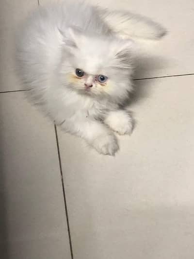 high quality odd eyes male kitten
