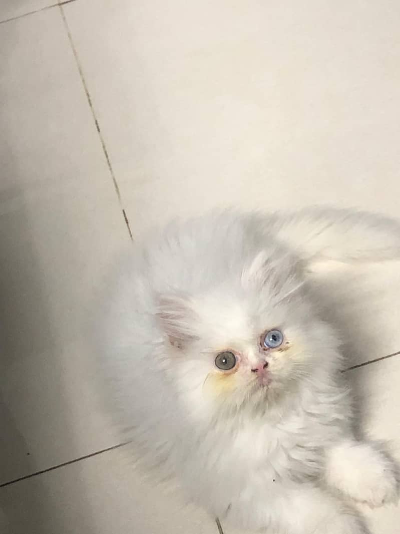 high quality odd eyes male kitten - Cats - 1120801483